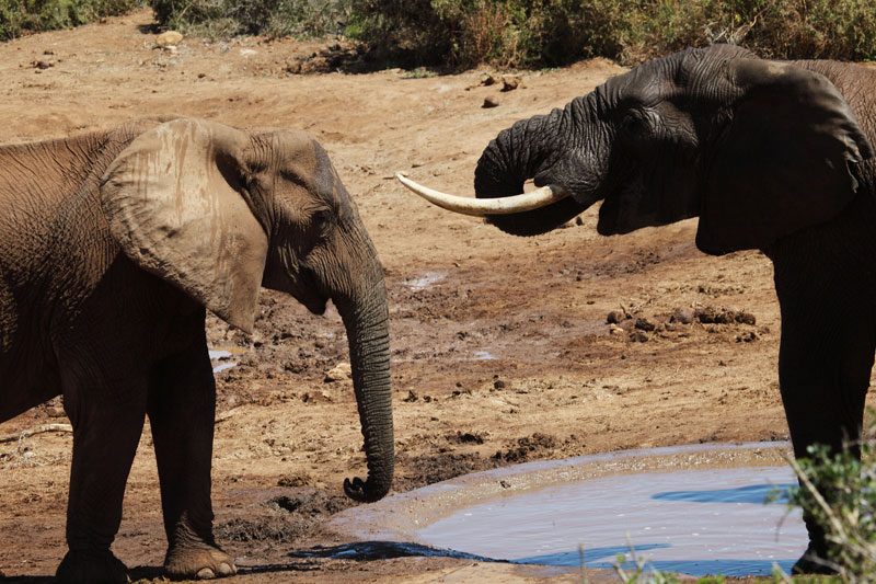 Two elephants close together at the edge of a waterhole, one with long tusks