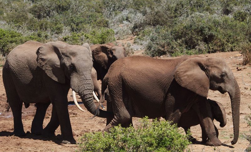 A group of elephants gathered around a waterhole in dry bushveld