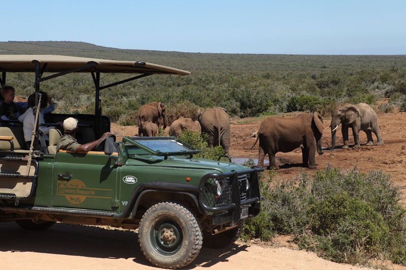 A Zuurberg open safari vehicle parked beside a herd of elephants at an Addo waterhole